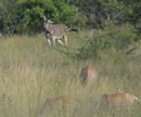 Zebra among the feeding Elands